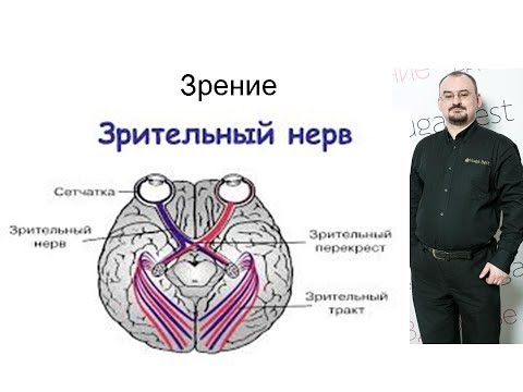 Видео: Зрение – II пара черепно-мозговых нервов