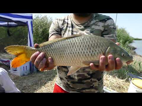Видео: СУПЕР РЫБАЛКА 2021 на реке ИЛИ Михайловское озеро (Манул) САЗАН, ЗАЧЕТНЫЙ ЗМЕЕГОЛОВ , ЛЕЩ  ЧАСТЬ - 1
