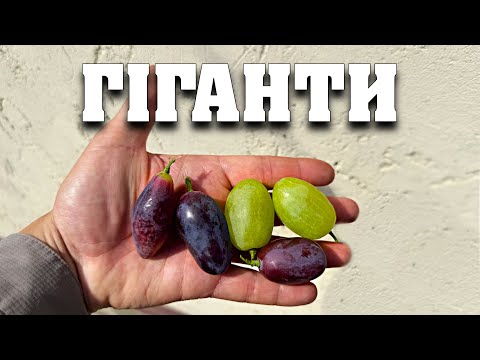 Видео: Сорта-гіганти які ми вирощуємо у себе на винограднику. Сорта з найбільшою ягодою