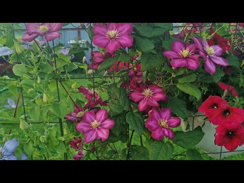 Видео: Большой обзор цветника в июле. От чего откажусь, а что то повторю.