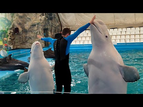 Видео: Невероятное выступление морского котика, белые киты, дельфины. Дельфинарий (НЕМО).