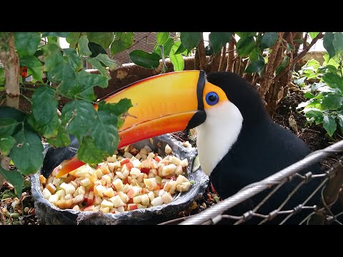 Видео: Дубай | Новые открытия 2022 | Green planet - тропический лес посреди каменных джунглей