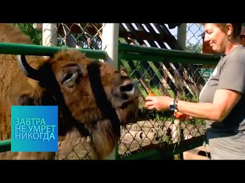 Видео: Ноев ковчег / Завтра не умрет никогда
