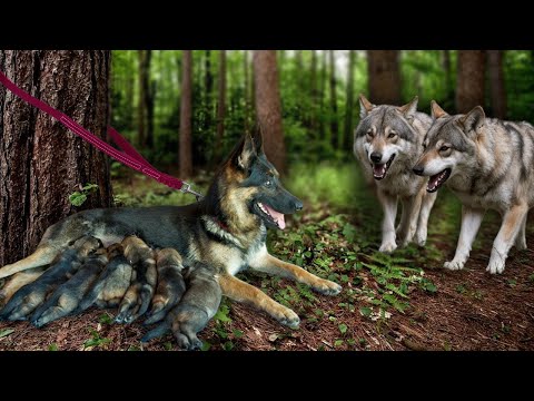 Видео: Заводчик Привязал Собаку С Щенками К Дереву, Но Тут Произошло Нечто Невероятное