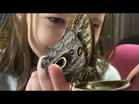 Видео: Бабочкарий / ферма бабочек /