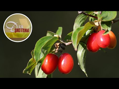 Видео: Какие ягодные кустарники можно посадить осенью. Морозоустойчивые сорта.