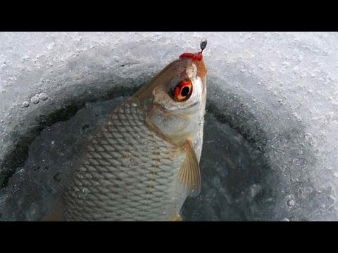 Видео: ПЛОТВА поднимает КИВОК….красивые поклёвки #плотва #мормышка #плотвазимой