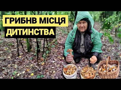 Видео: Грибні місця на Львівщині. Сходив за грибами. Назбирав Білих грибів, маслюків і ще повну корзину