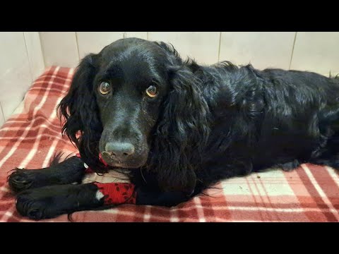 Видео: 🔴Сегодня в клинике хозяин отказался от спаниеля 😢 больная собака осталась без помощи Saving the dog