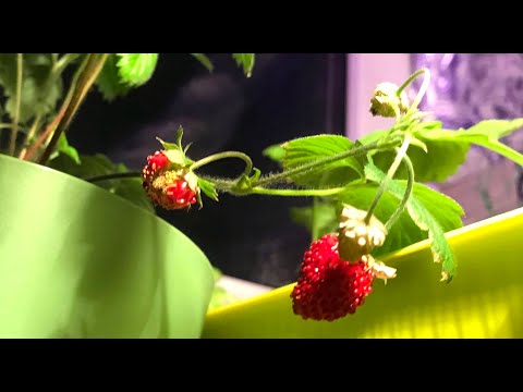 Видео: 🍓 Земляника 🍓 зимой на балконе 🍓☃️