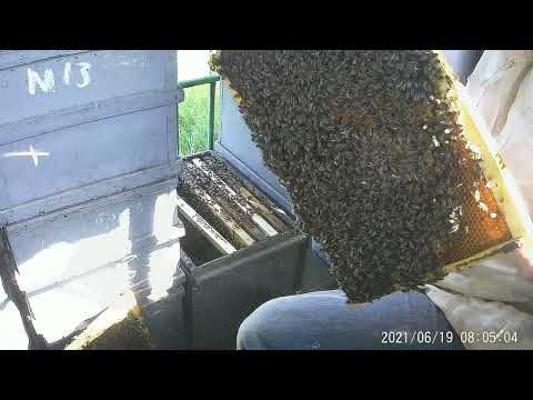 Видео: Моментально восстановить безматочную пчелосемью.Пчелосемья с маткой и без - сравнение.С чего нектар?
