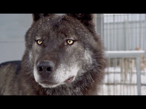 Видео: Впервые на Ямале канадский волк Акела, крупный волк, большой волк, человек и волк