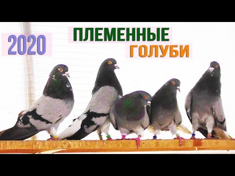 Видео: Племенные голуби Машошина В.В. г. Кременчуг | 2020 HD