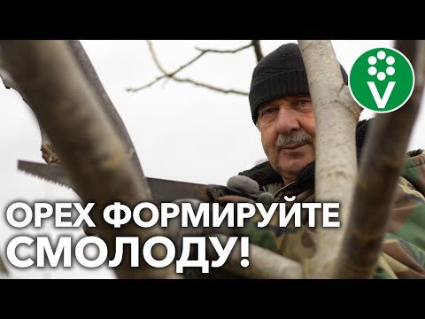 Видео: ПЛАЧЕТ ВЕСНОЙ И НЕ ЛЮБИТ СИЛЬНОЙ ОБРЕЗКИ! Что ещё вы НЕ знаете о ГРЕЦКОМ ОРЕХЕ?