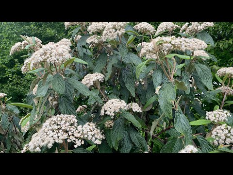 Видео: ВЕЧНОЗЕЛЁНЫЕ КУСТАРНИКИ В МОЕМ САДУ. Часть 1. 07.05.24.  Калина морщинистолистная