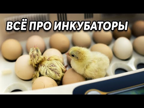 Видео: Всё про инкубаторы! Ответы на ваши вопросы.