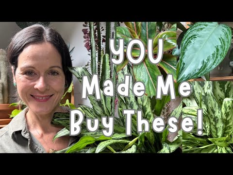 Видео: Мои новые растения аглаонемы 🌱 Спасибо, что порекомендовали их 🌱