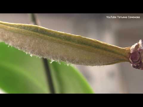Видео: Опыление орхидей фаленопсис.  Пять месяцев и всё созрело.  Срезаю.