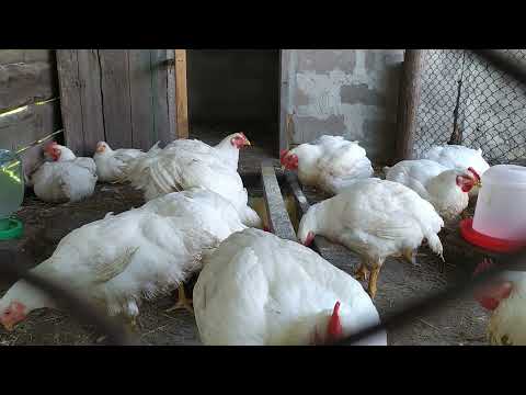 Видео: Бройлеры Кобб 500 на 68 день!Больше 2 месяцев!Взвешивание кабанчиков,что кушают?