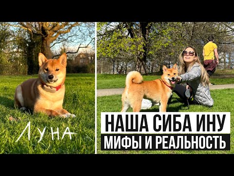 Видео: СИБА-ИНУ мифы и реальность 🦊 ПЛЮСЫ и МИНУСЫ собаки породы Шиба-Ину