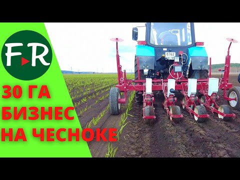 Видео: 30 га семенного чеснока! Подготовка и высев семян. Супер-культиватор для чеснока от Игоря Дмитриева