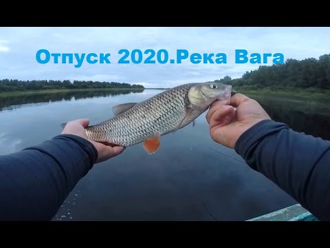 Видео: Мой отпуск 2020, рыбалка на реке Вага.День первый.Немного окуня и бонусный голавль