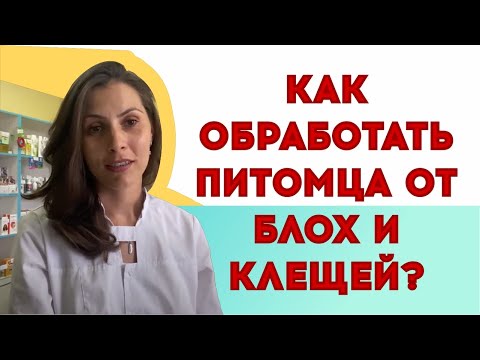 Видео: Обработка домашнего животного от блох и клещей - советы ветеринарного врача!