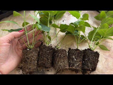 Видео: А вот и результат черенкования древовидной гортензии!👌🌿👍#гортензии 