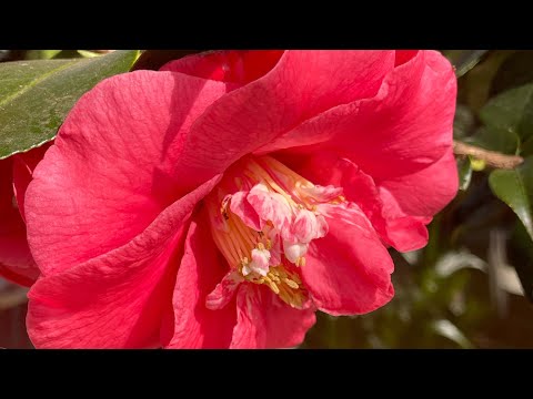 Видео: КАМЕЛИИ. Уход, посадка, формирование, содержание. 1.05.25.