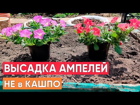 Видео: Высадка АМПЕЛЬНЫХ петуний для пышного длительного цветения. Высадка  петуний НЕ в кашпо!