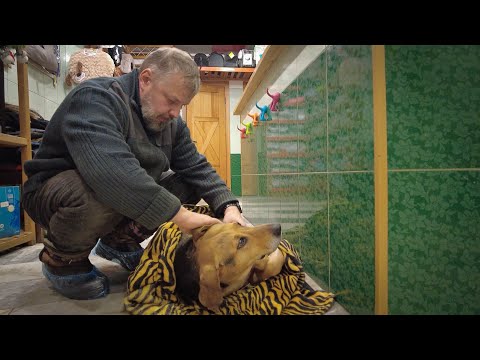 Видео: Брошенные, но не забытые: трогательная история о спасении двух собак в рассветный час...