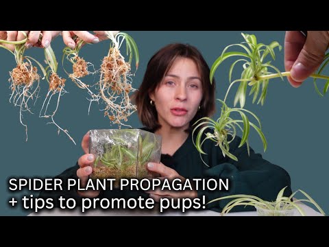 Видео: Как правильно размножать паукообразные растения от начала до конца. Полный процесс