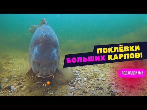 Видео: Какую НАСАДКУ выберет КАРП и АМУР под водой? Секреты рыбалки с подводной камерой! Часть 5