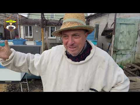 Видео: Пасіка дяді Міші - Коли починать вивод маток?