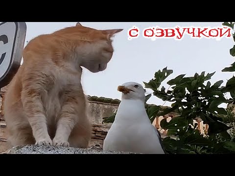 Видео: Приколы с котами! С ОЗВУЧКОЙ! СМЕШНЫЕ КОТЫ! Самые смешные животные! ДО СЛЕЗ!