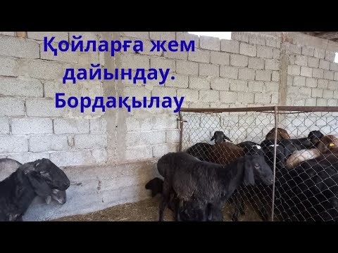 Видео: Қойды бордақылау. Жемін дайындау. Қошқарлардың жемін дайындау.#мал#базар#малбазар#қой#қошқар#мал