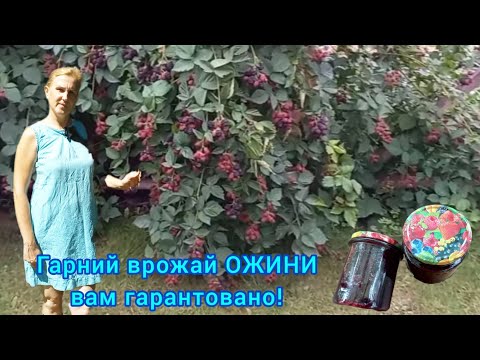 Видео: КОЛИ І ЯК ОБРІЗАТИ ОЖИНУ І НАВІЩО🫐 #ожинавлітку#доглядзаожиноювлітку#формуванняожини#ягіднікущі#сад