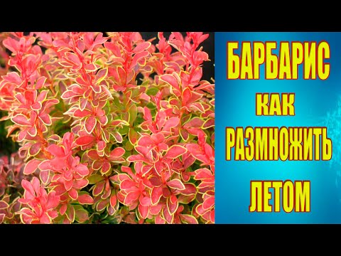 Видео: Как размножить барбарис летом. Гарантированно.