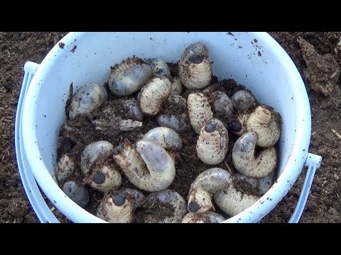 Видео: Мы собрали большое количество личинок жуков и положили их в ведро.