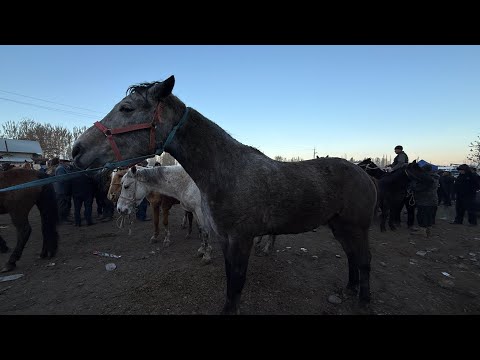 Видео: ЖЫЛКЫ БЭЭ БАЙТАЛ ТАЙ БААЛАРЫ 🤯#байтв 