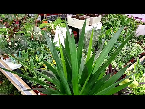 Видео: 🌿Леруа Мерлен🍃Цветочная Прогулка☘