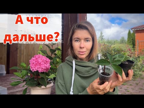 Видео: Где будут зимовать укорененные черенки? Что с ними делать дальше