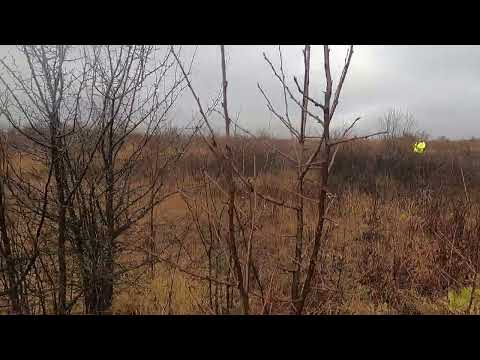 Видео: лов на фазан межден