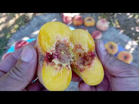 Видео: 28.08.2025.огляд персиків: Світ Кап,Аліросада,та інжирного персика без назви( Можливо Світ Багел)