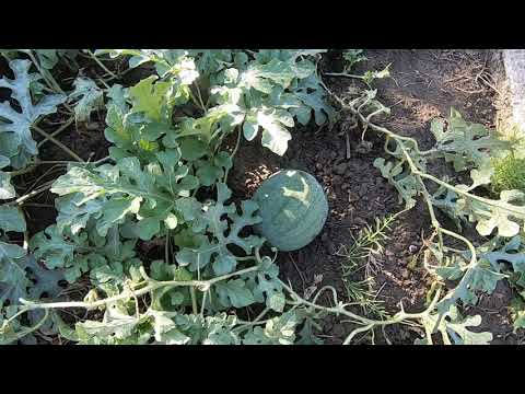 Видео: Формирование арбуза. Как вырастить арбуз в открытом грунте средней полосы.