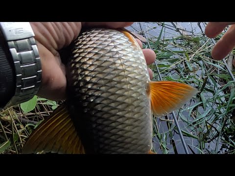 Видео: Я В ШОКЕ ОТ ТАКАЙ ПЛОТВЫ! ЛОВЛЯ ПЛОТВЫ НА ПОПЛАВОК