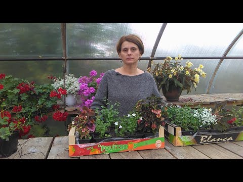 Видео: Черенкуем все подряд. Октябрь. Вожусь с черенками.