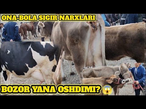 Видео: ONA BOLA SIGIR NARXLARI TEZ KORING😱😱😱29 октября 2025 г.