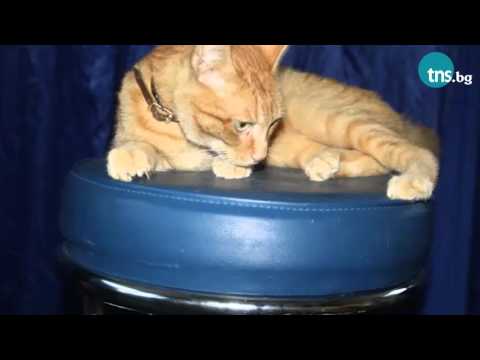 Видео: Как се дресират котки в предаването СЕЛФИ по TNS TV