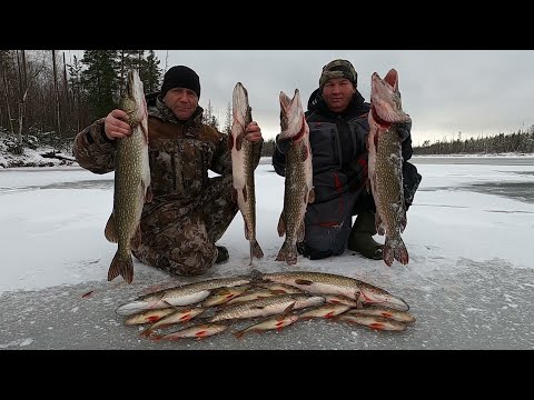 Видео: НАШ ОПАСНЫЙ И КЛЁВЫЙ ПЕРВЫЙ ЛЁД 22-23 НА ЯМАЛЕ! ЛЕСКА ТРЕЩИТ ОТ РЫБЫ А ЛЁД ОТ РЫБАКОВ НА СТАРИЦЕ!